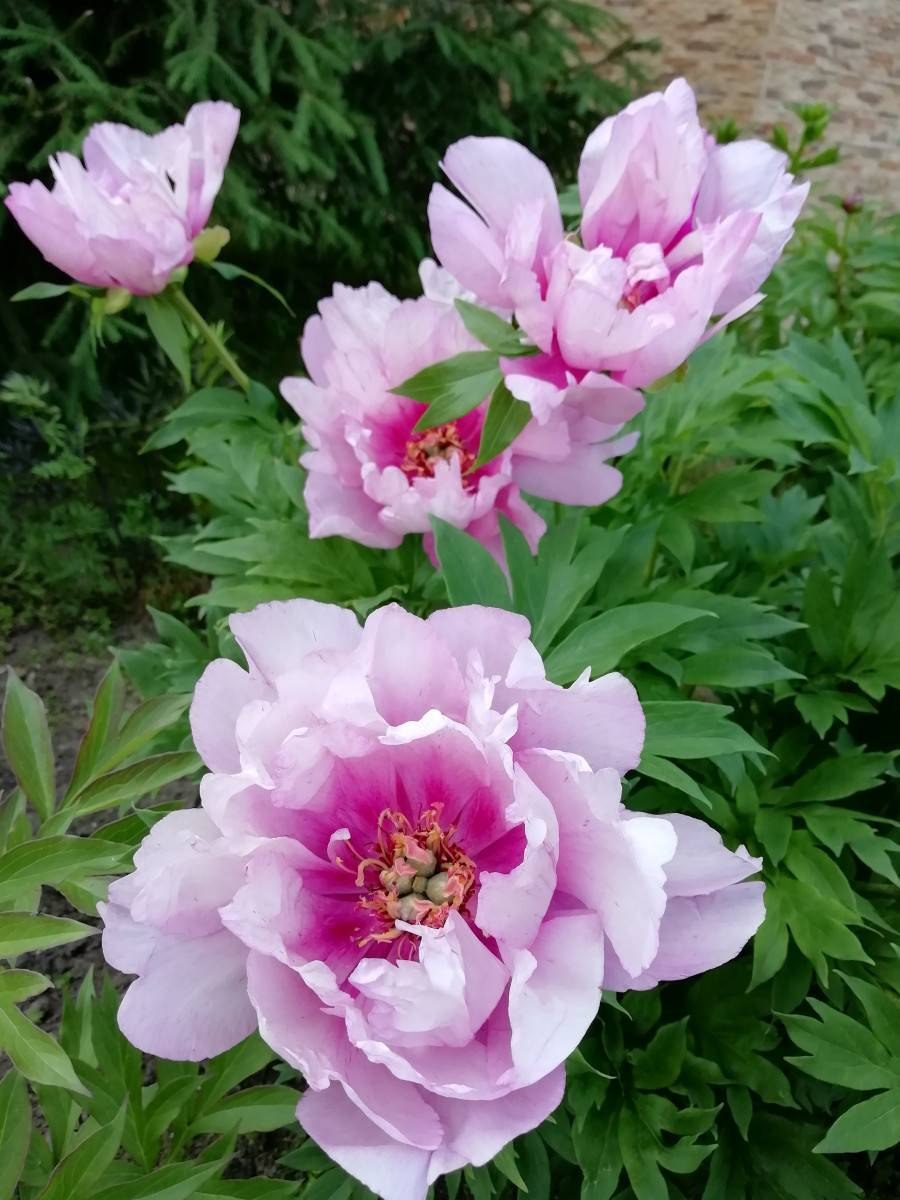 Пион Ито Берри Гарсиа