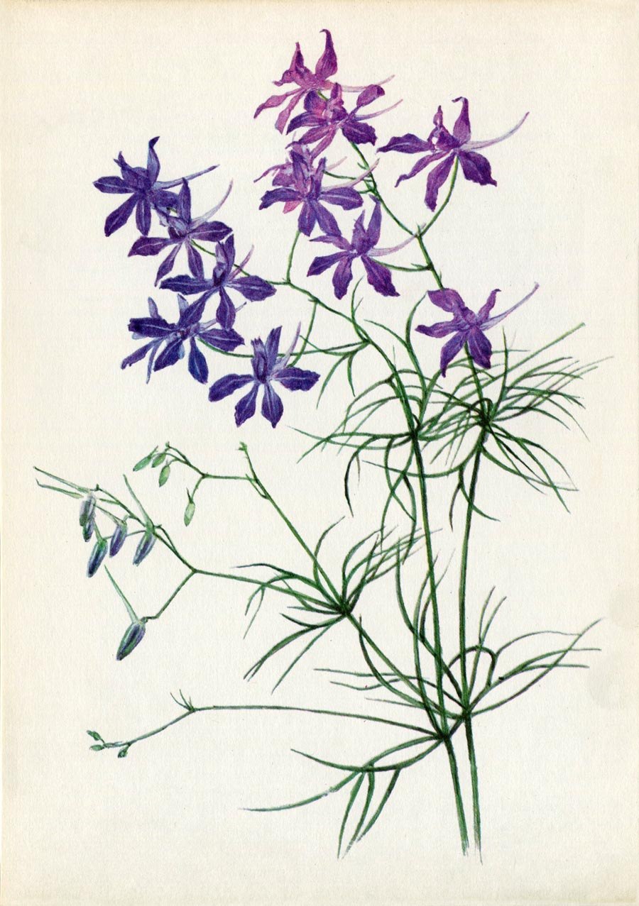 Дельфиниум новозеландский кобальт дримс