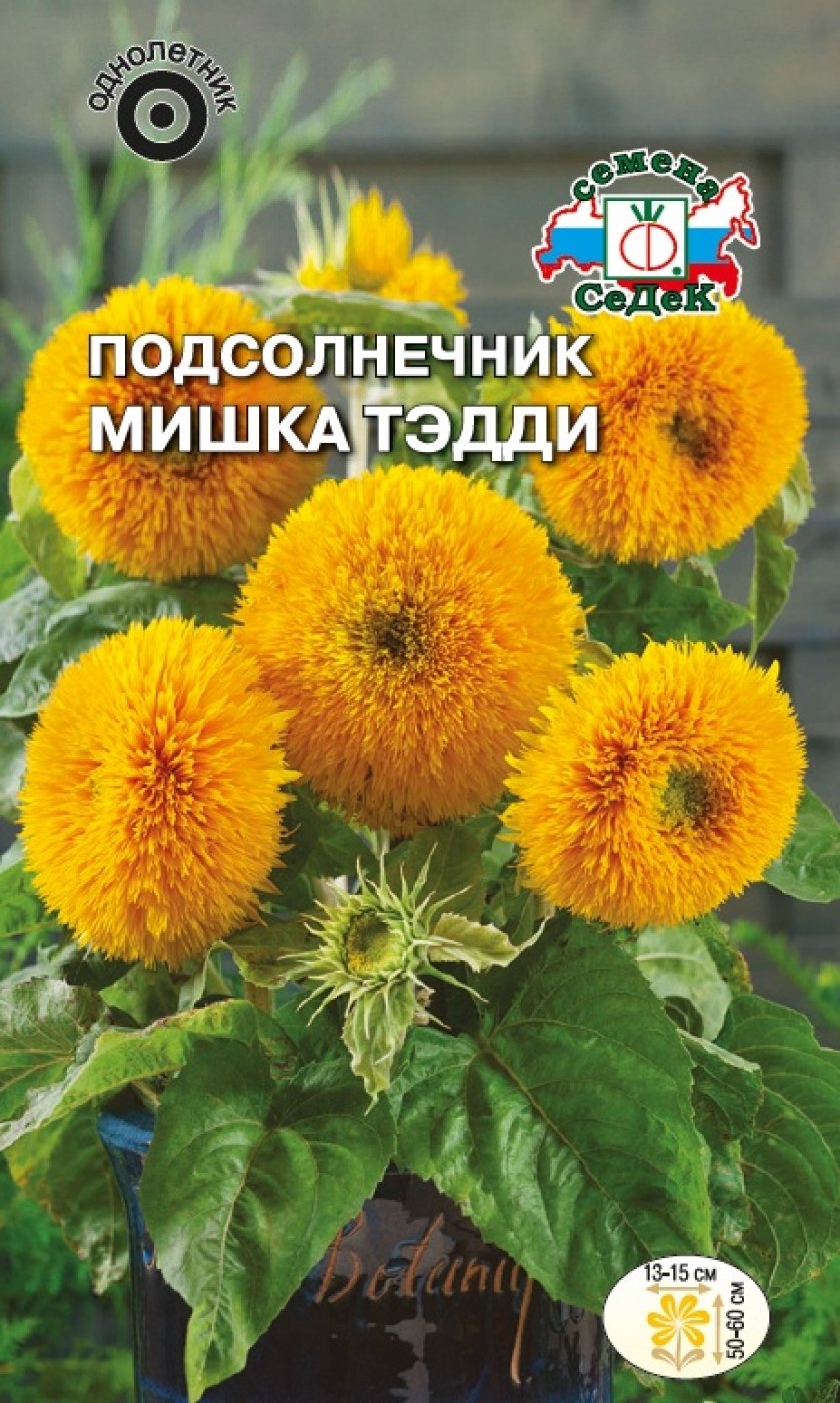 Декоративный подсолнух гемантус