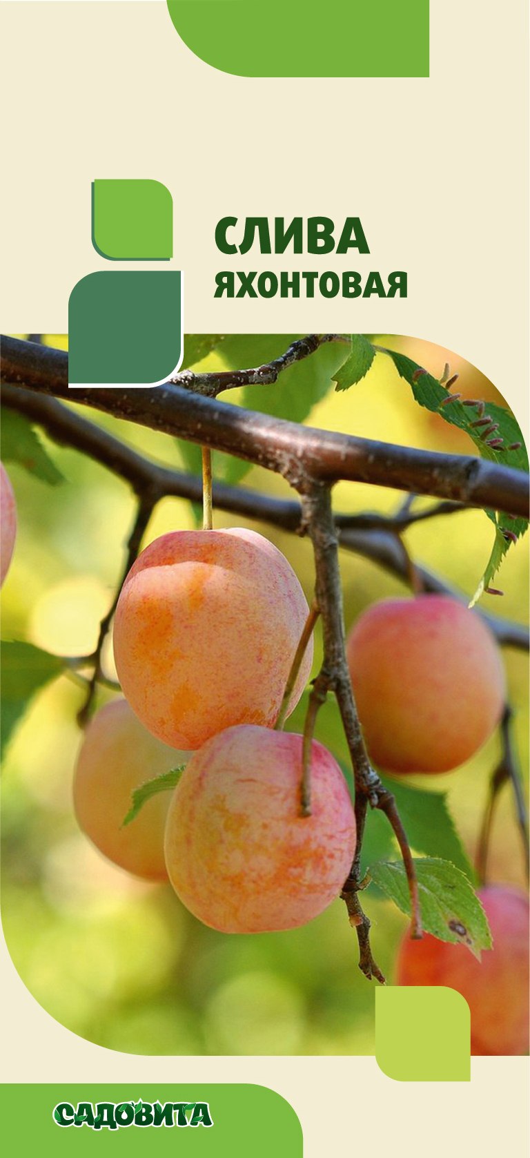 Слива желтая злато скифов