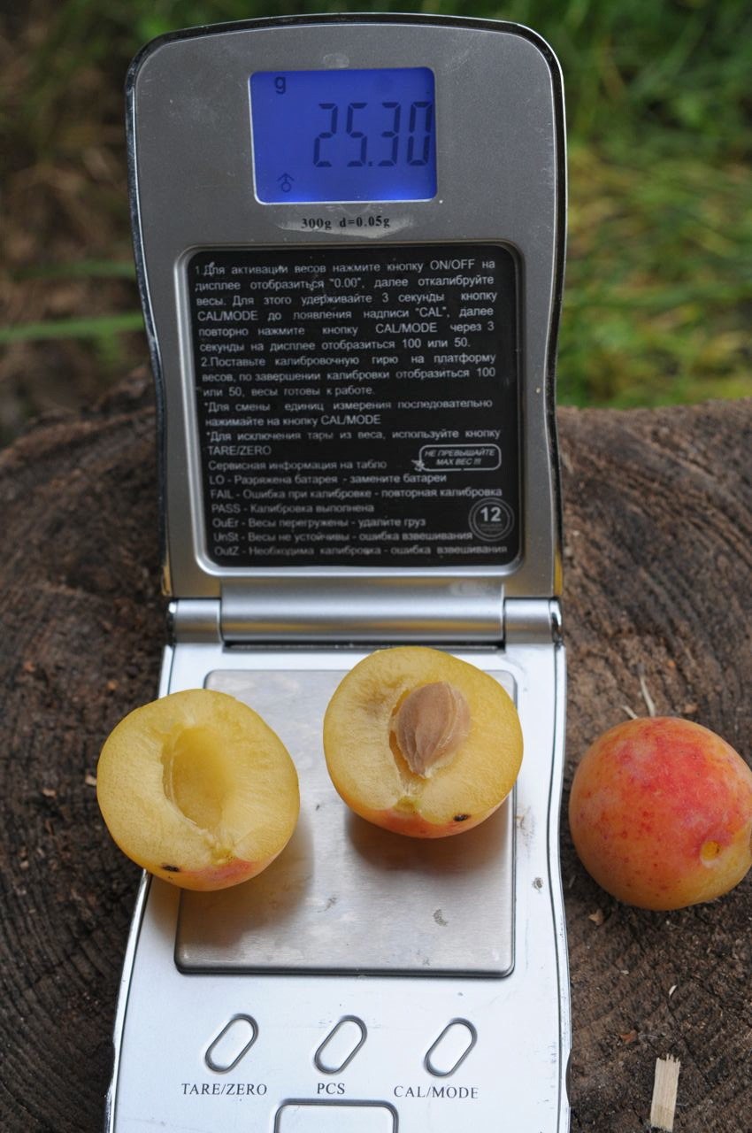 Слива Яхонтовая зимостойкость