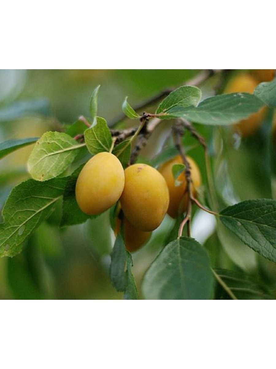 Слива Яхонтовая