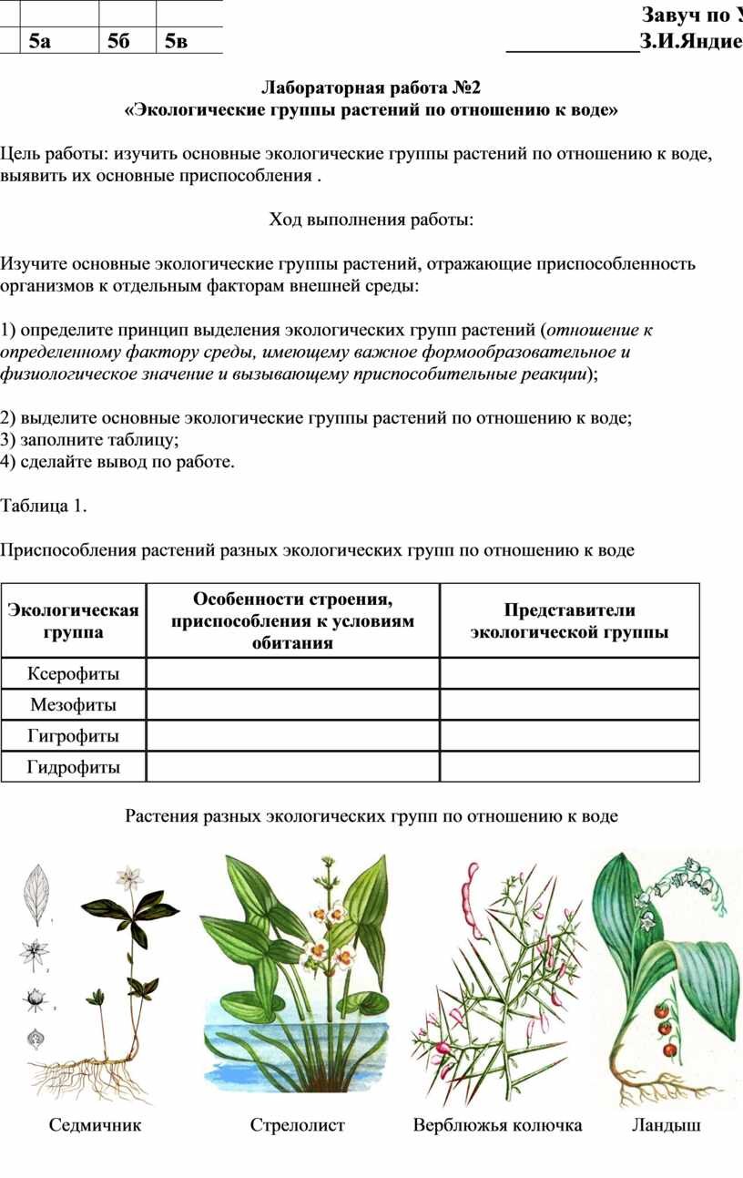 Экологические группы растений таблица