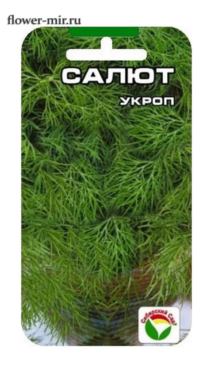 Семена укроп кустистый