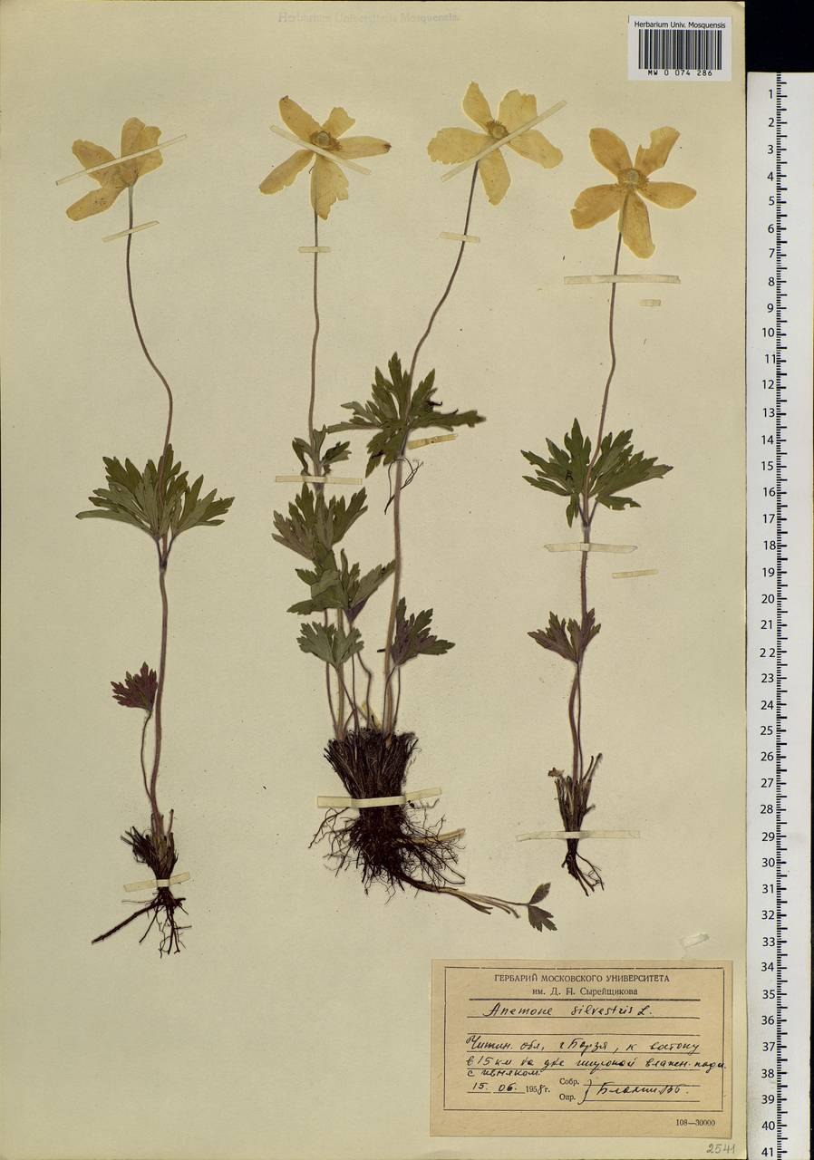 Ветреница лютичная гербарий