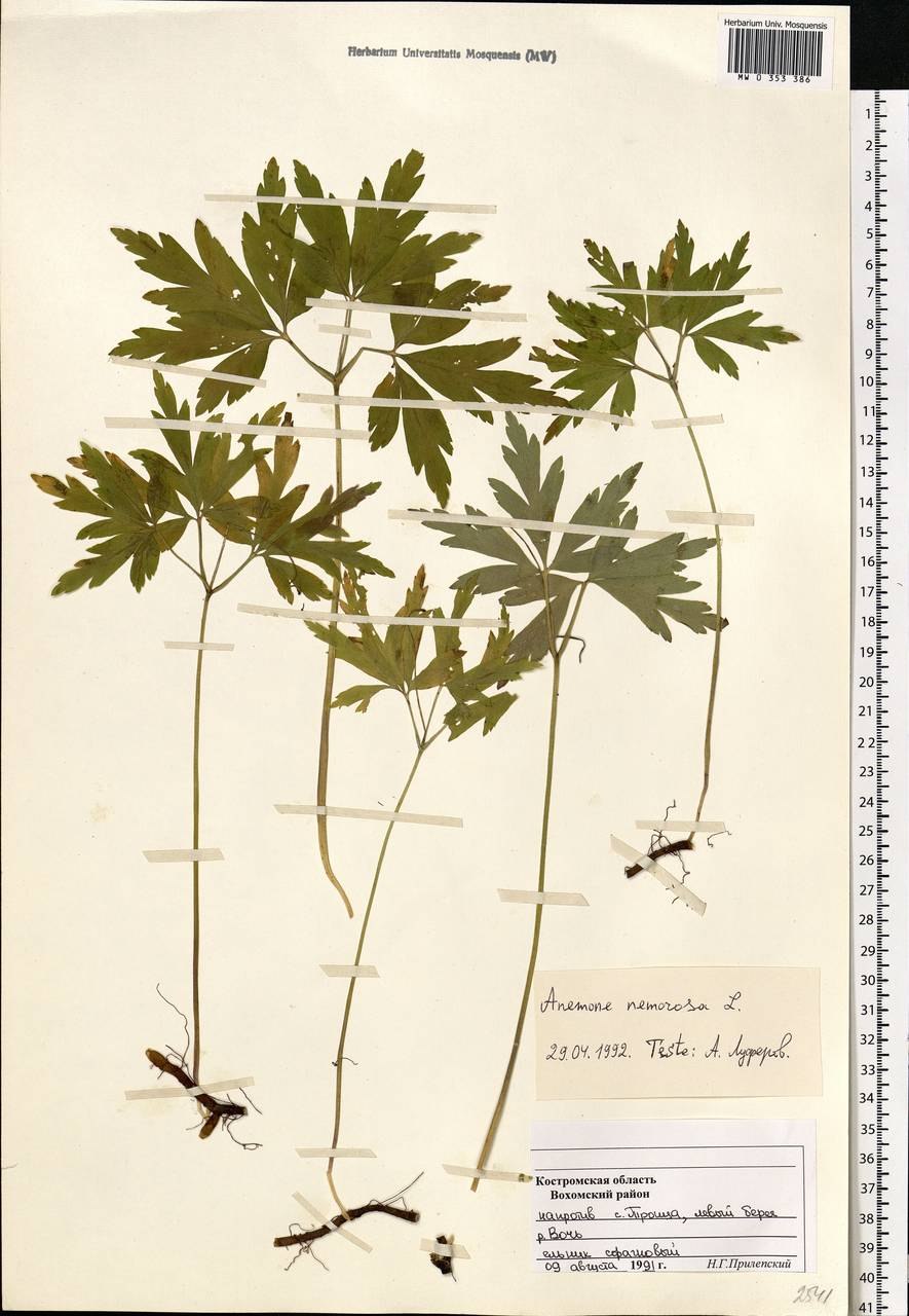 Ветреница лесная и дубравная различия