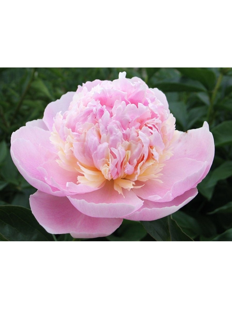 Пион Angel Cheeks