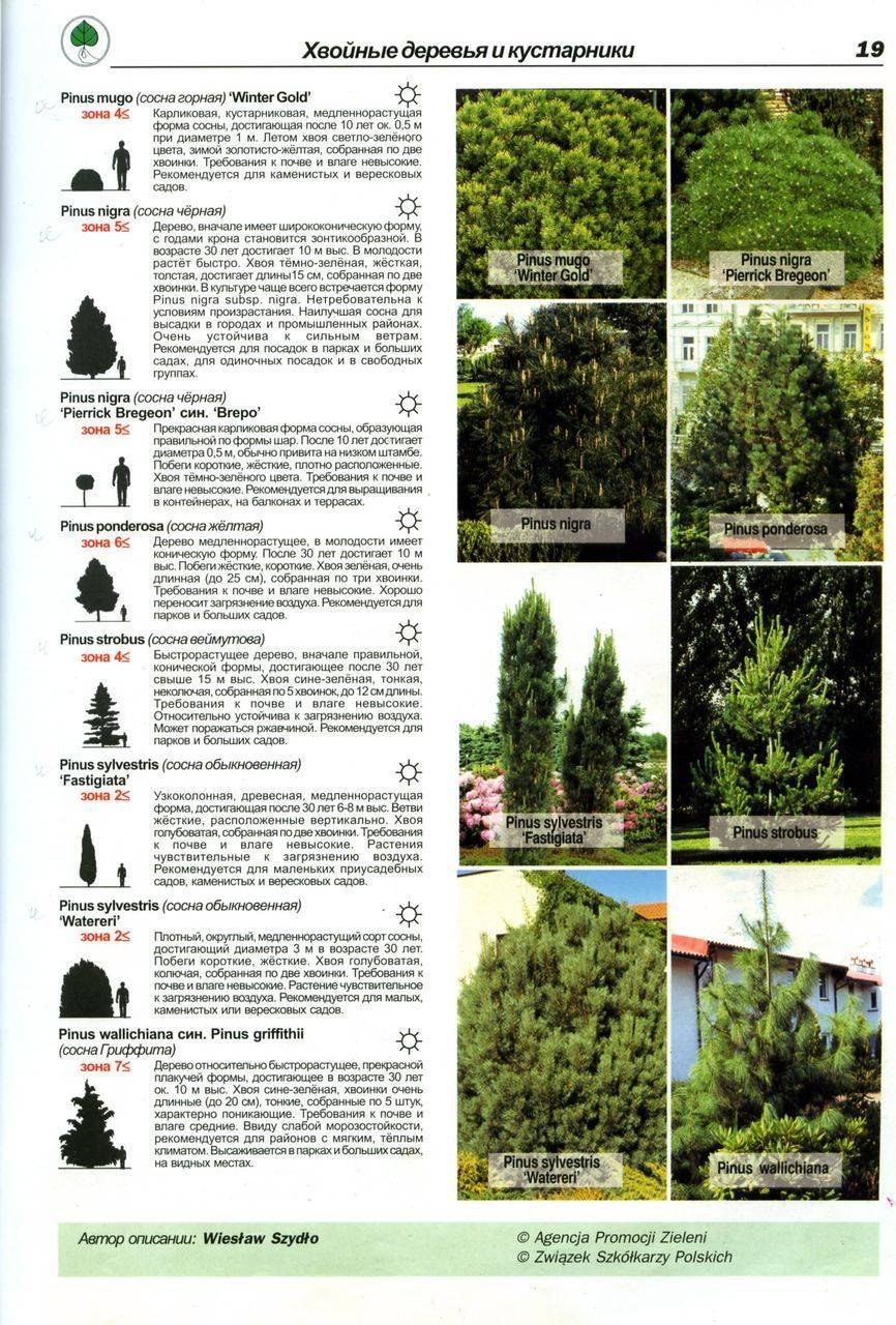 Пихта Abies Koreana