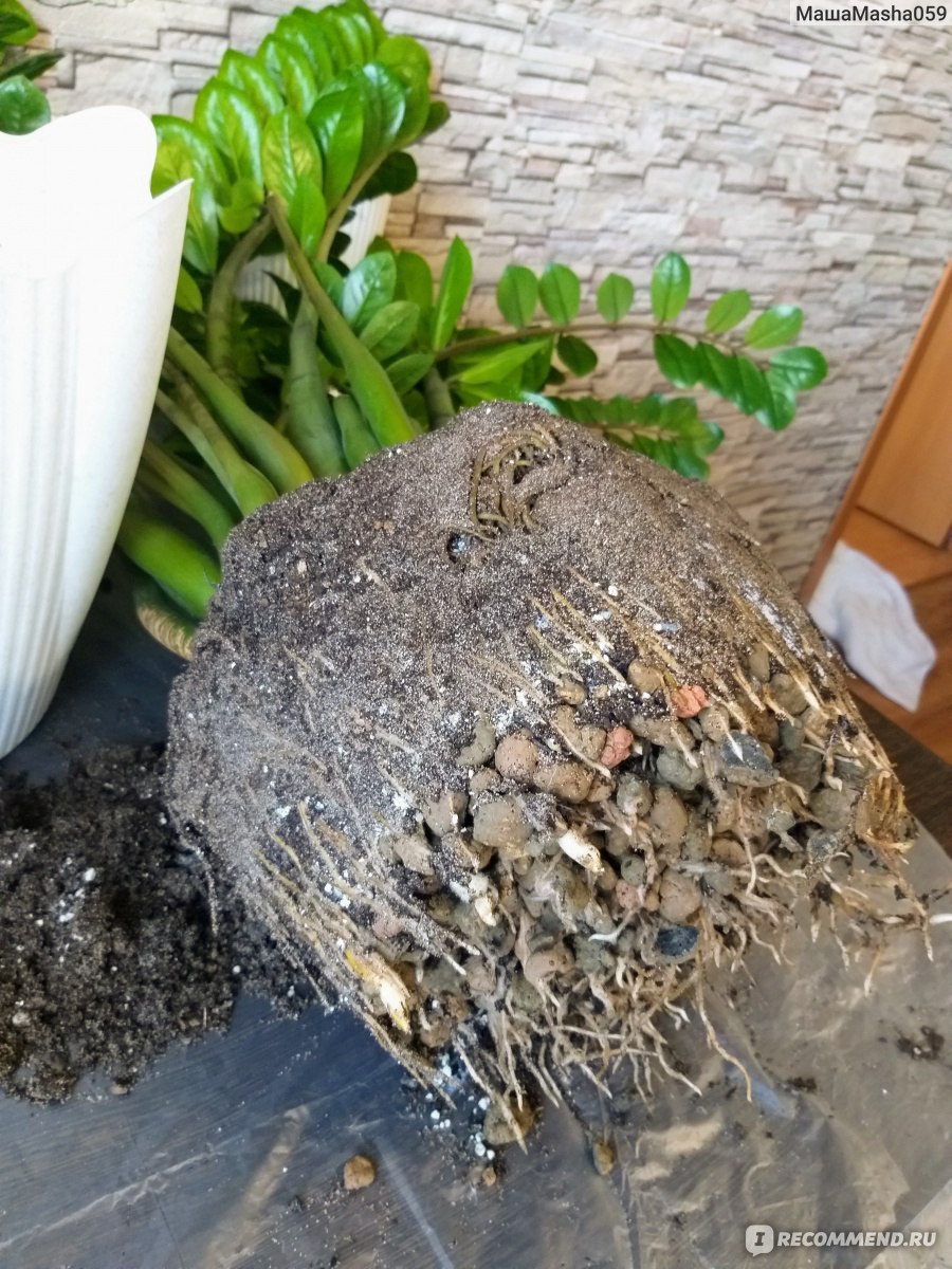 Замиокулькас Буавена