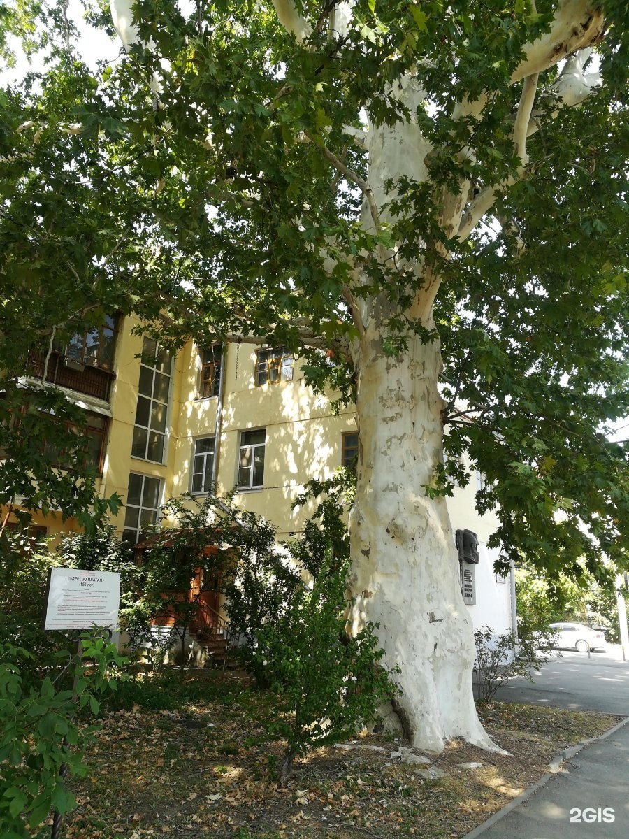 Платан Восточный Крым