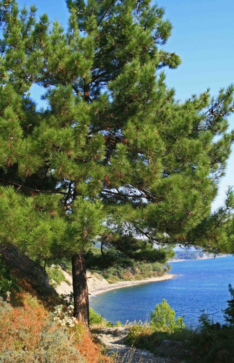 Джанхотский Бор пицундской сосны в Геленджике