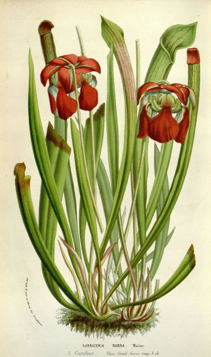 Пурпурный саррацения Леруа