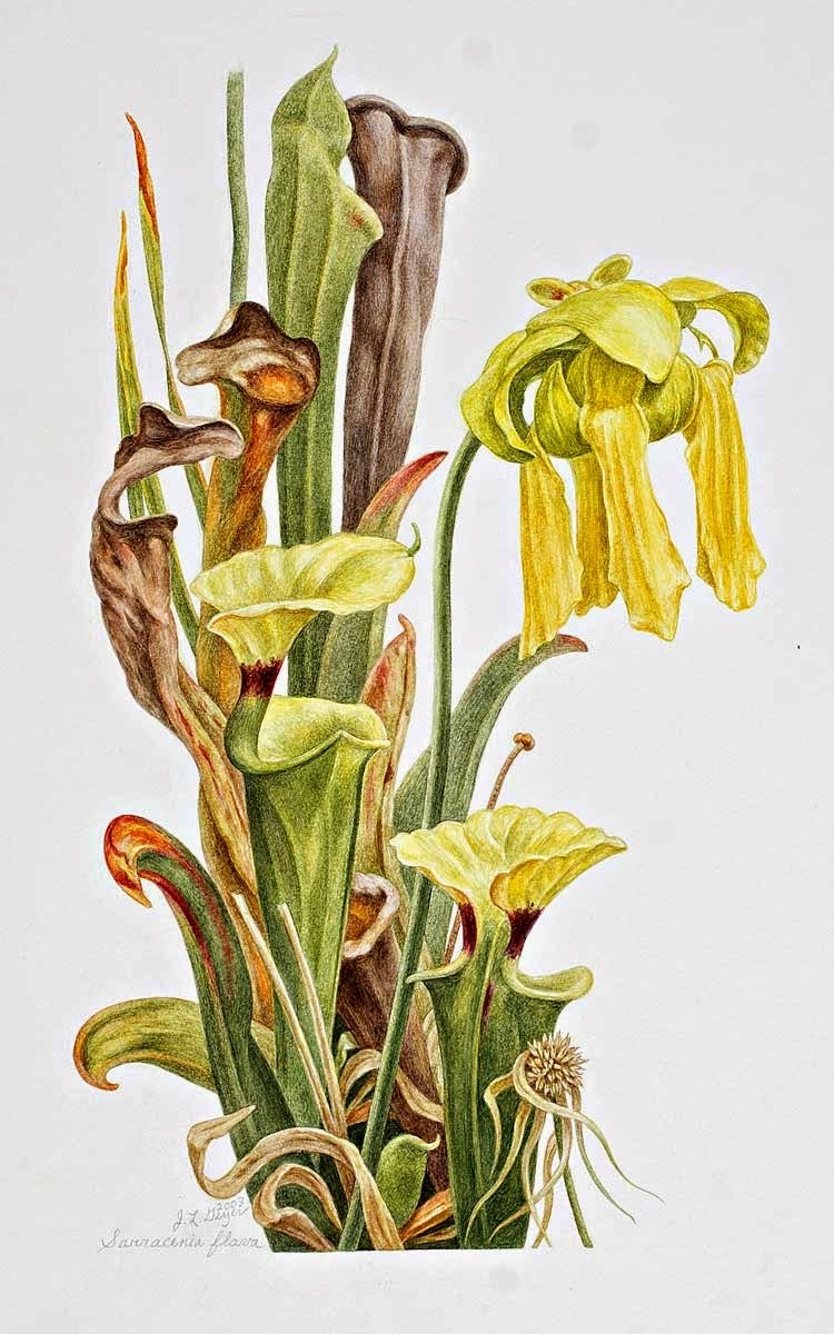 Саррацении желтой