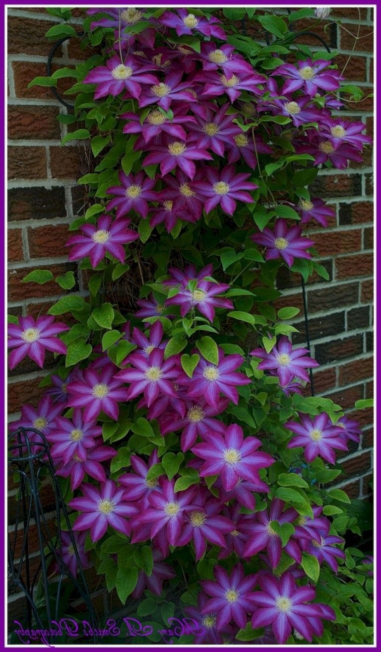 Клематис гибридный Kohana