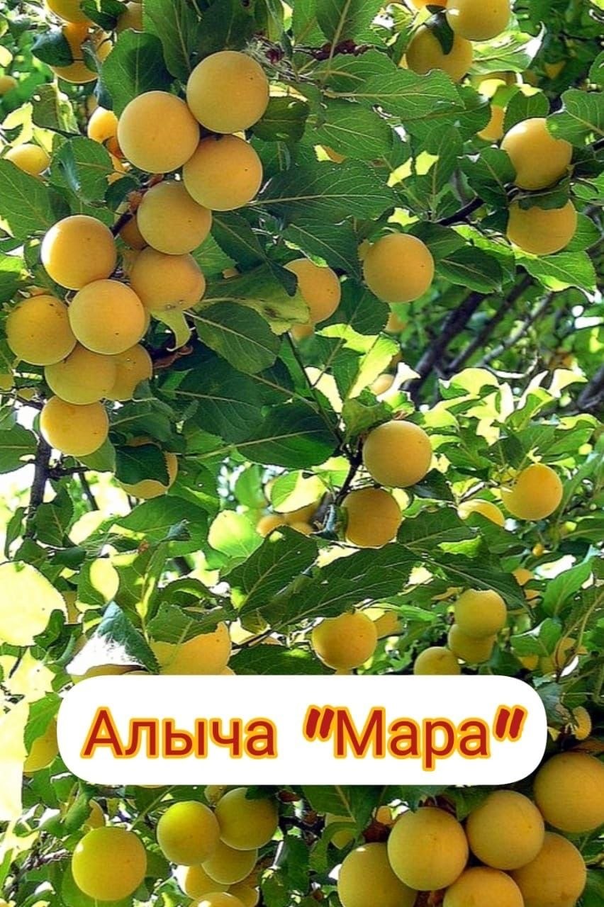 Сорт алычи Мара