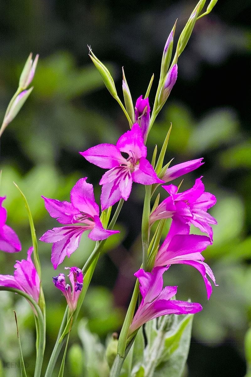 Гладиолус Византийский