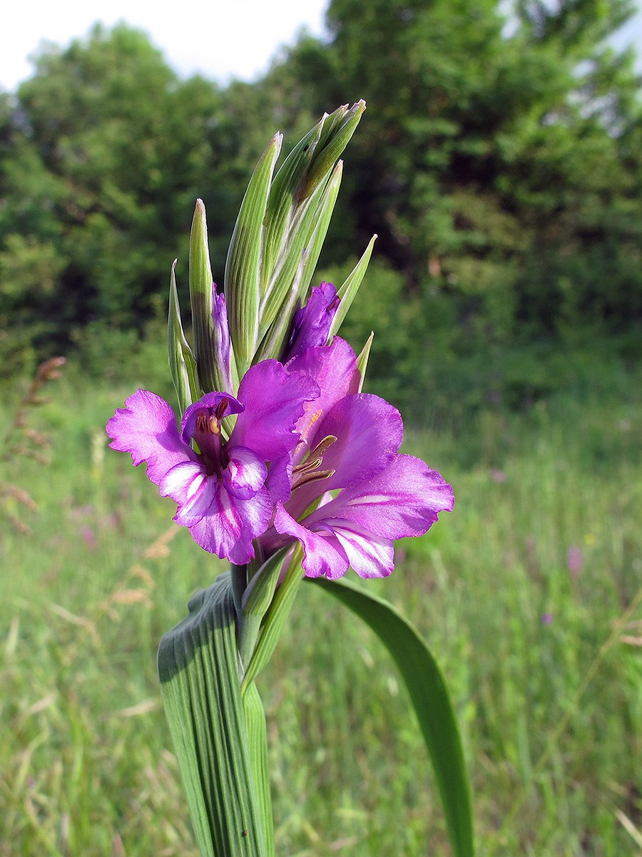 Шпажник обыкновенный