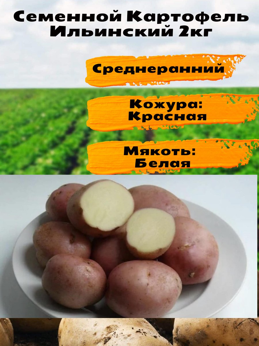Картошка сорт Балтик Роуз