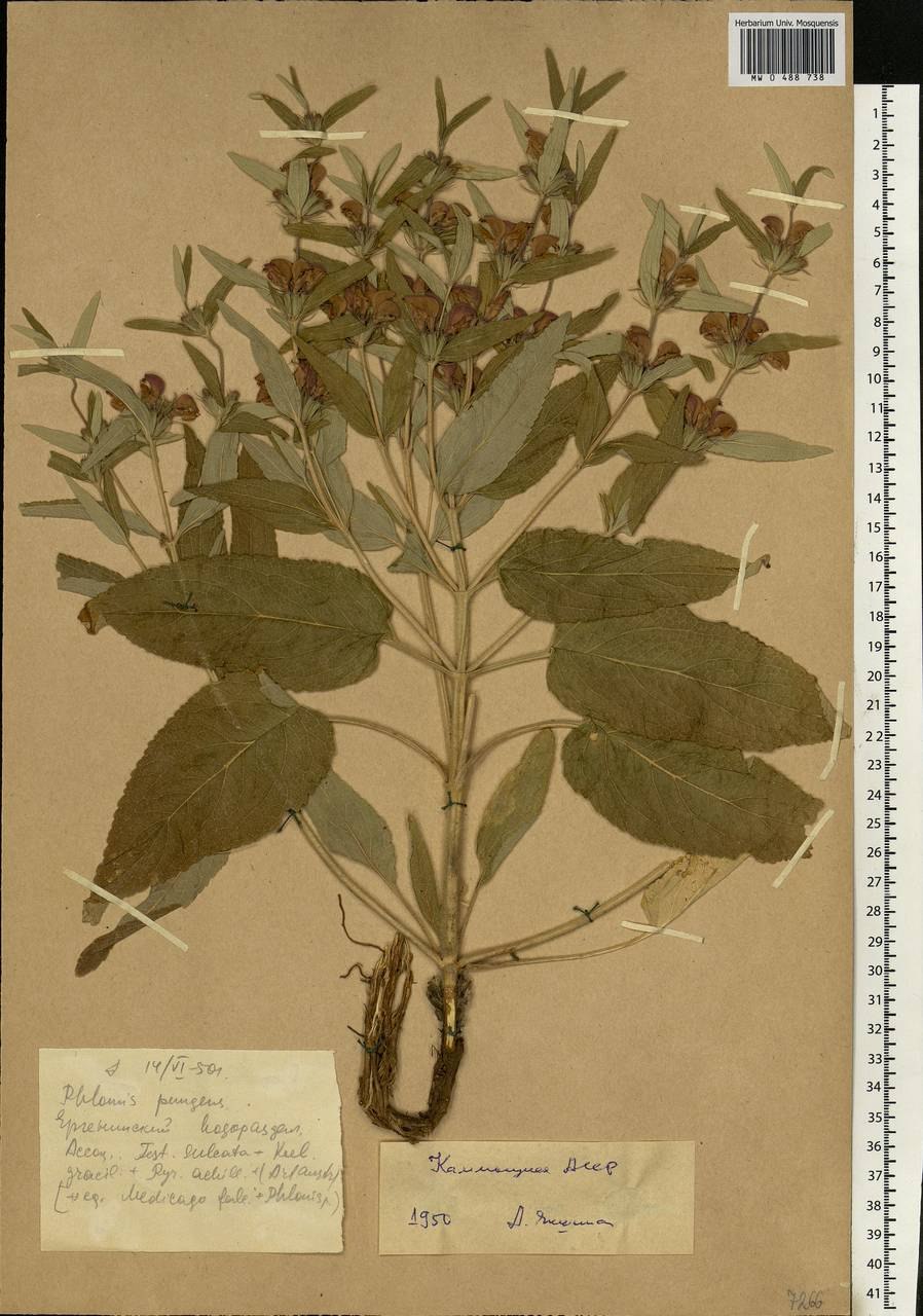 Зопник клубненосный (Phlomis tuberosa)