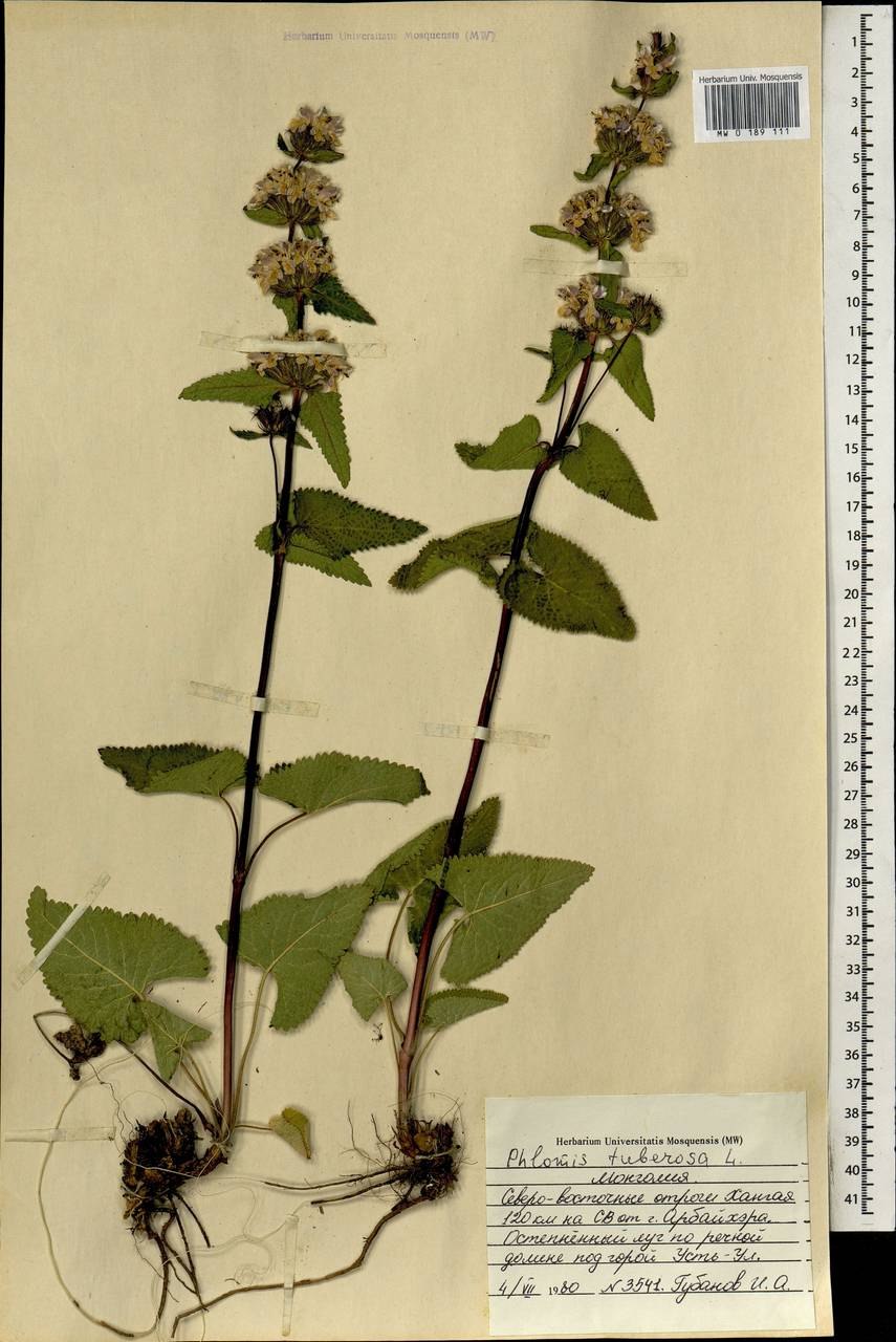 Phlomis tuberosa