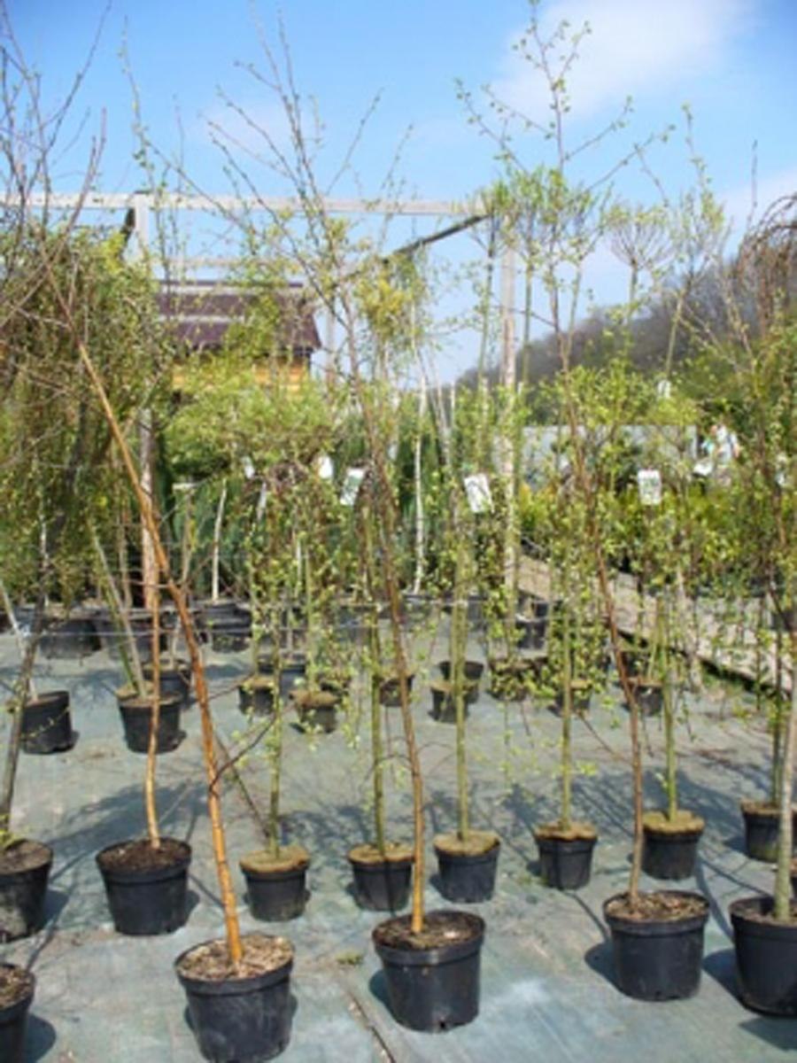 Береза в городе