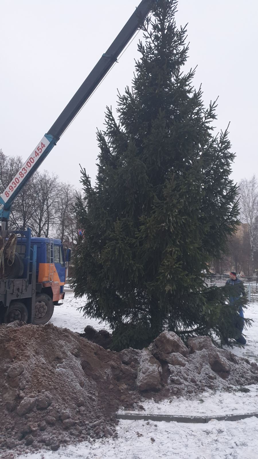 Пересадка ели