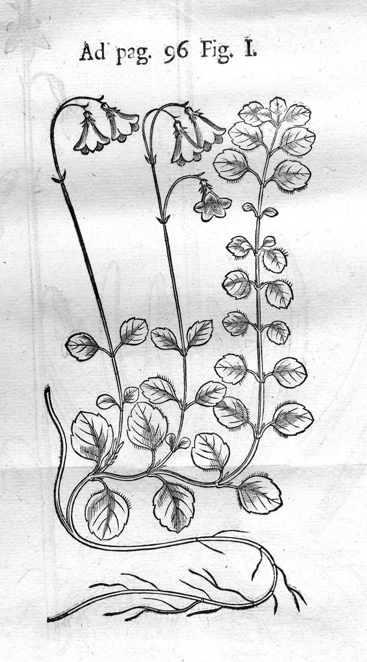 Линнея северная цветение