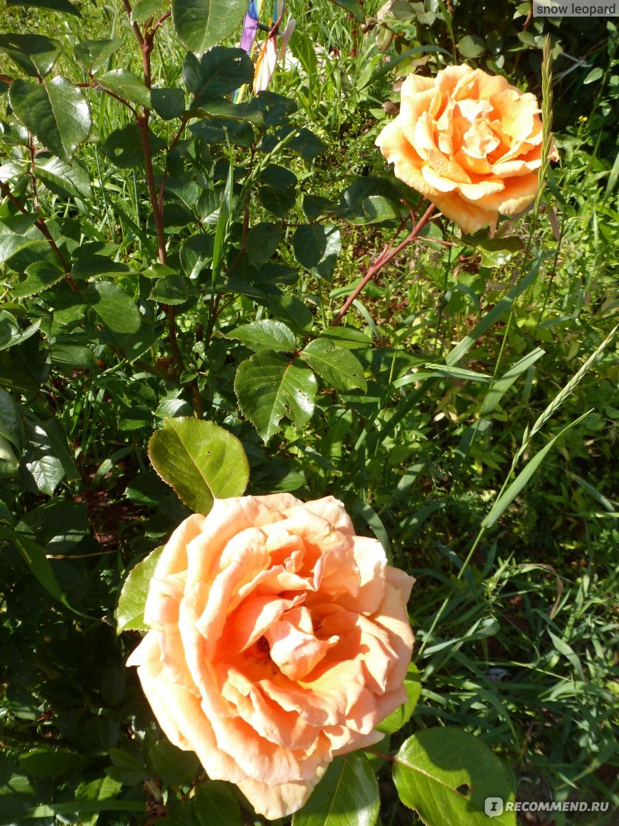 (Rosa Rosa Ashram