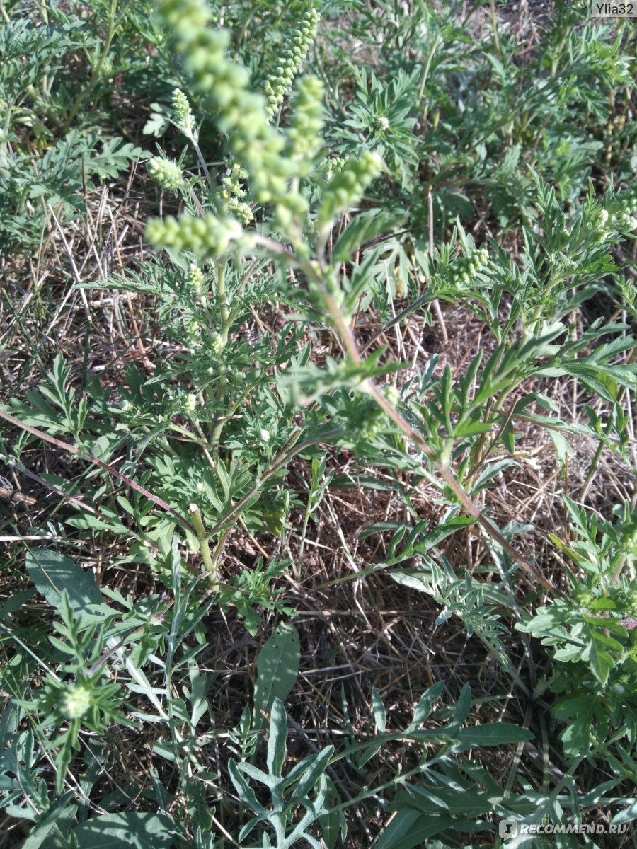 Амброзия широколистная