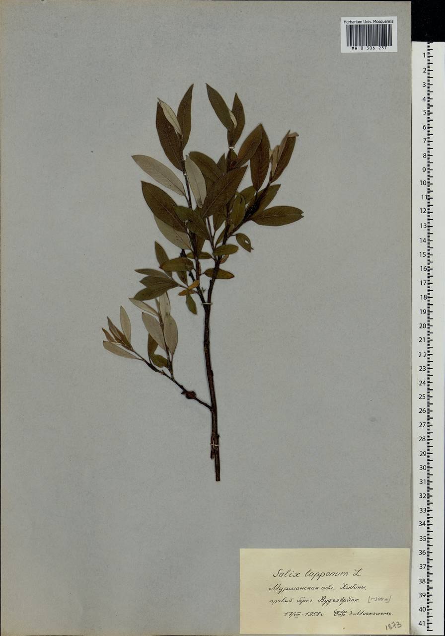 Ива ломкая (шаровидная) Salix fragilis