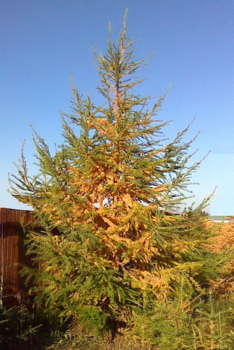 Лиственница японская кемпфера