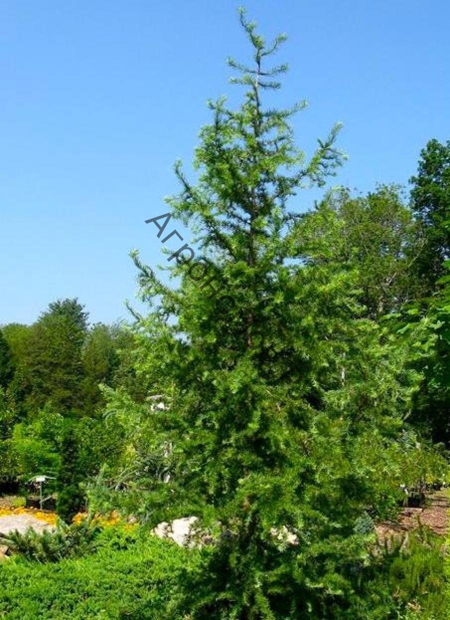 Лиственница европейская Пендула