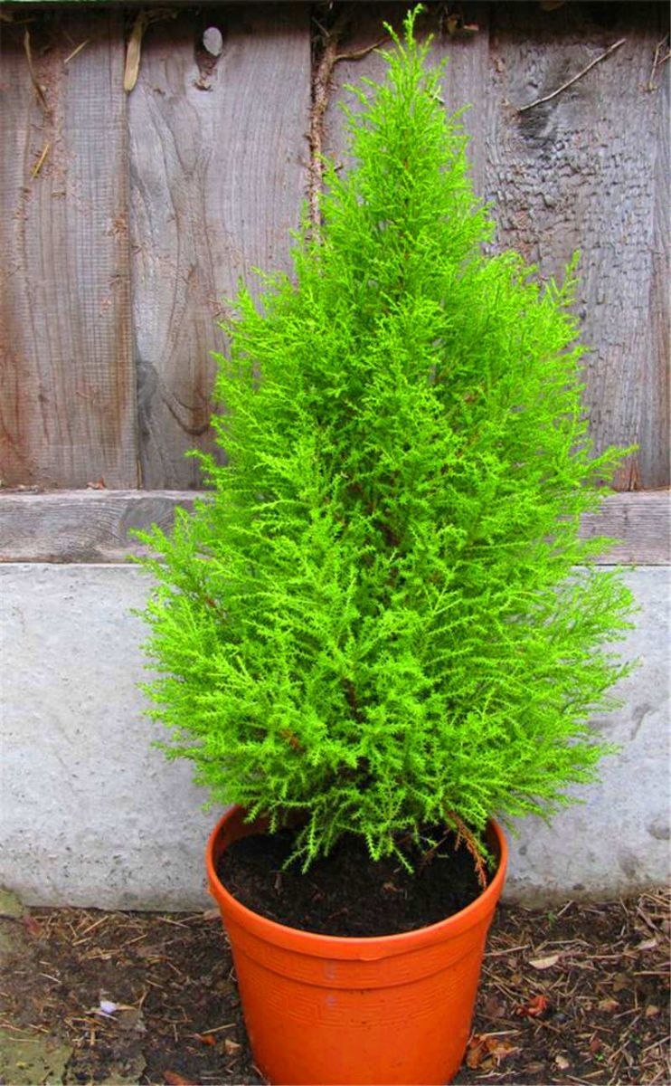 Кипарисовик хвойный микс