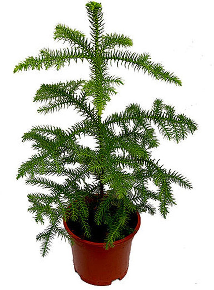 Араукария Хетерофилла (d-15)