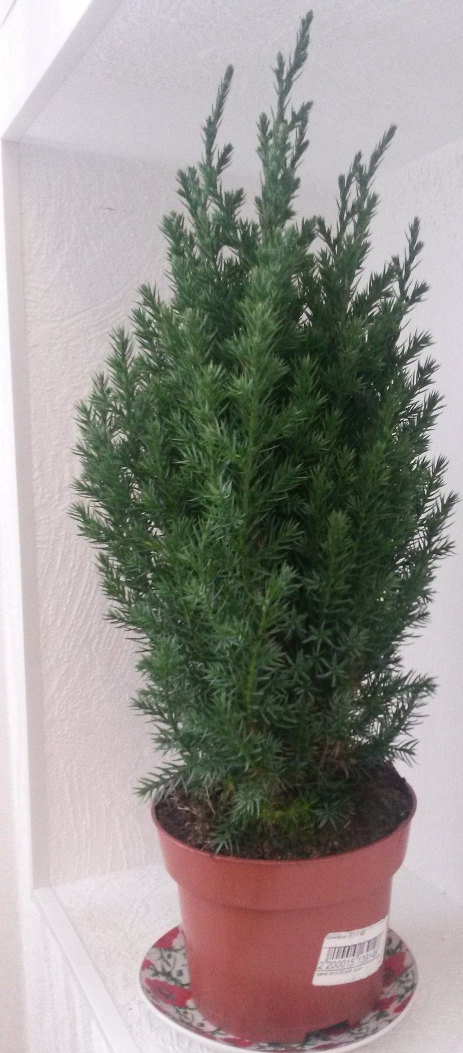 Можжевельник кипарисовик