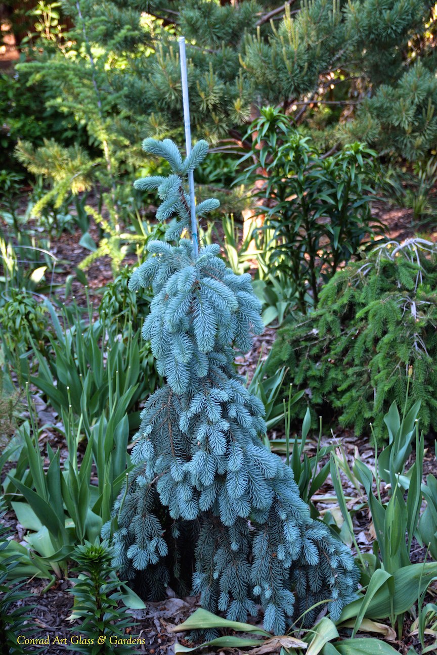Picea pungens glauca pendula