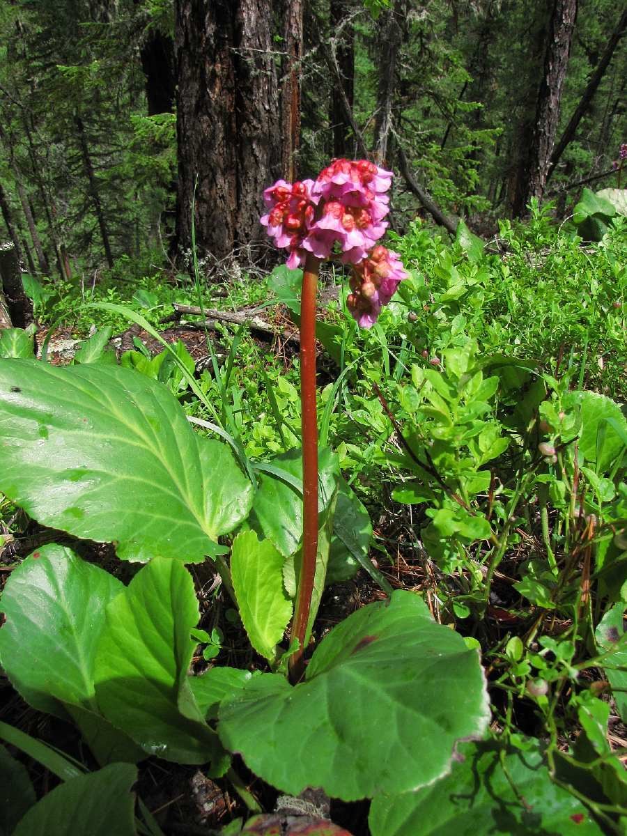 Растения Алтайского края