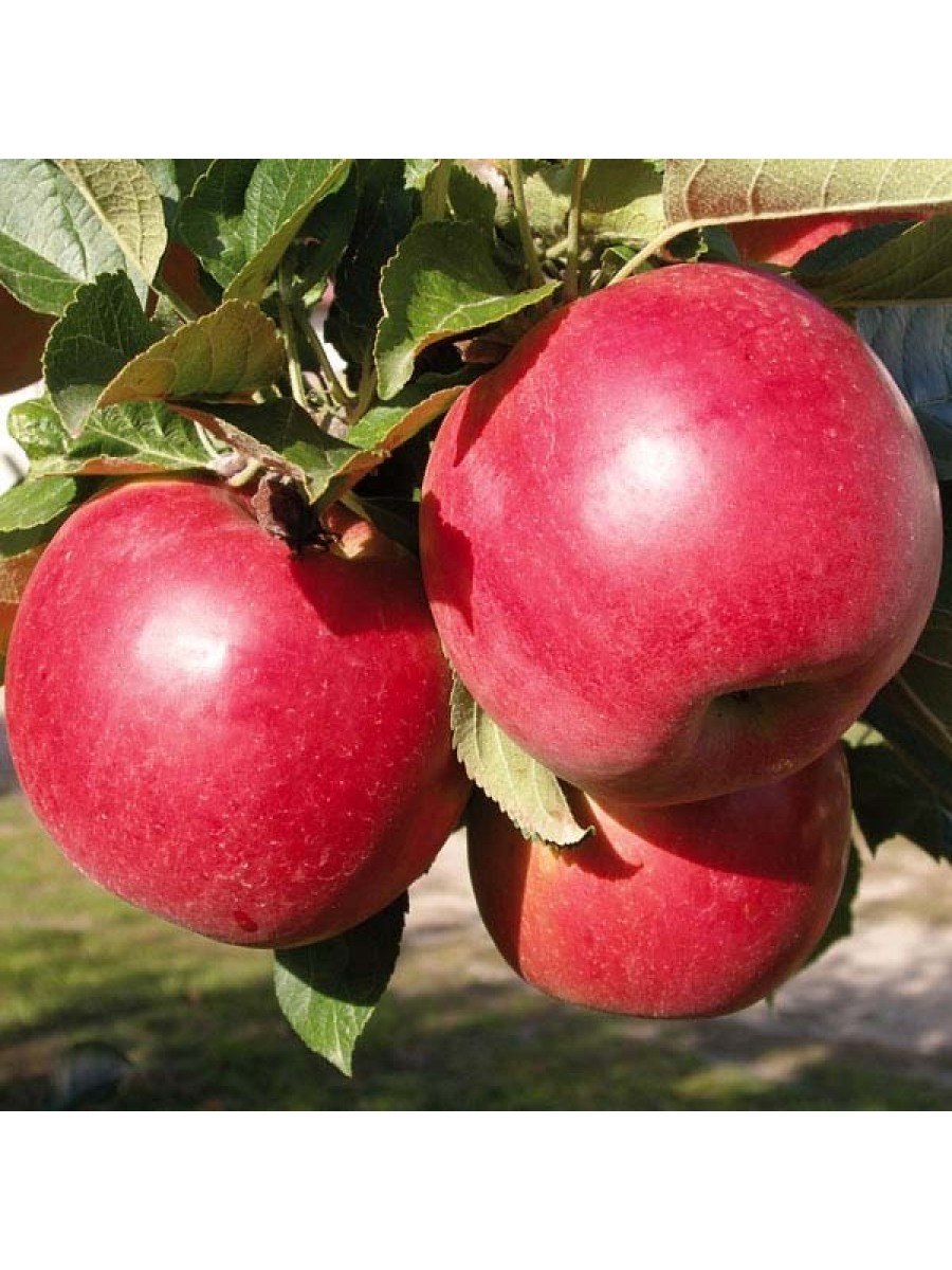 Орлик (сорт яблони) колоновидная