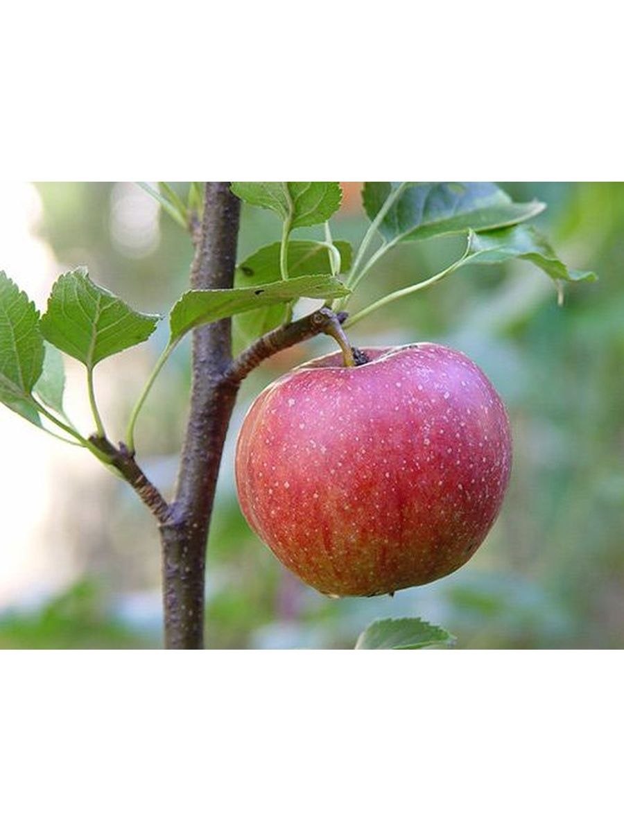 Яблоки разные