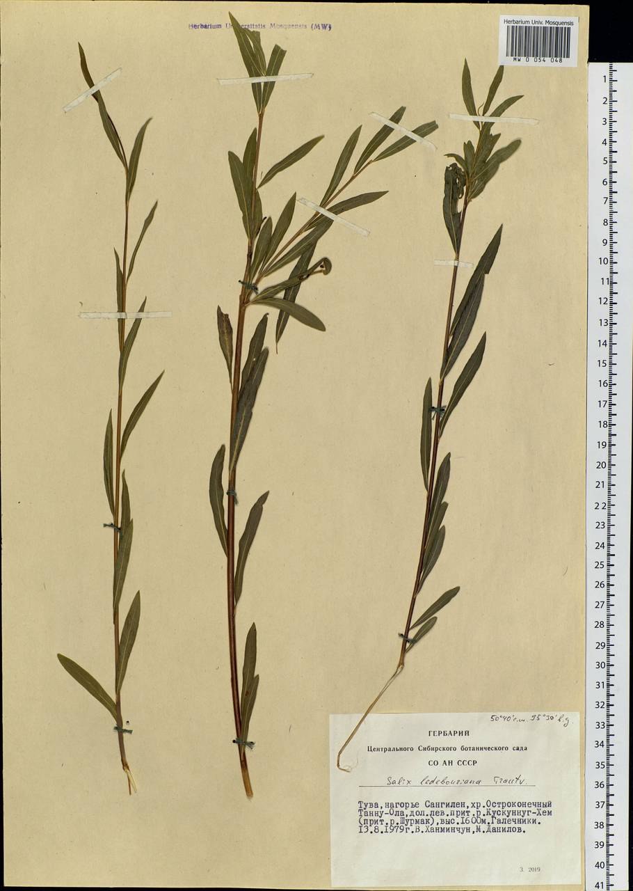 Ива плакучая ледебура