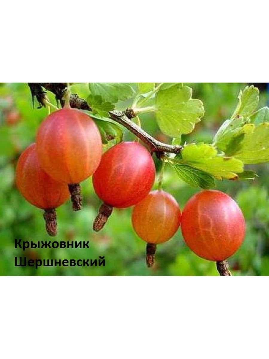 Крыжовник Садко (4 года)