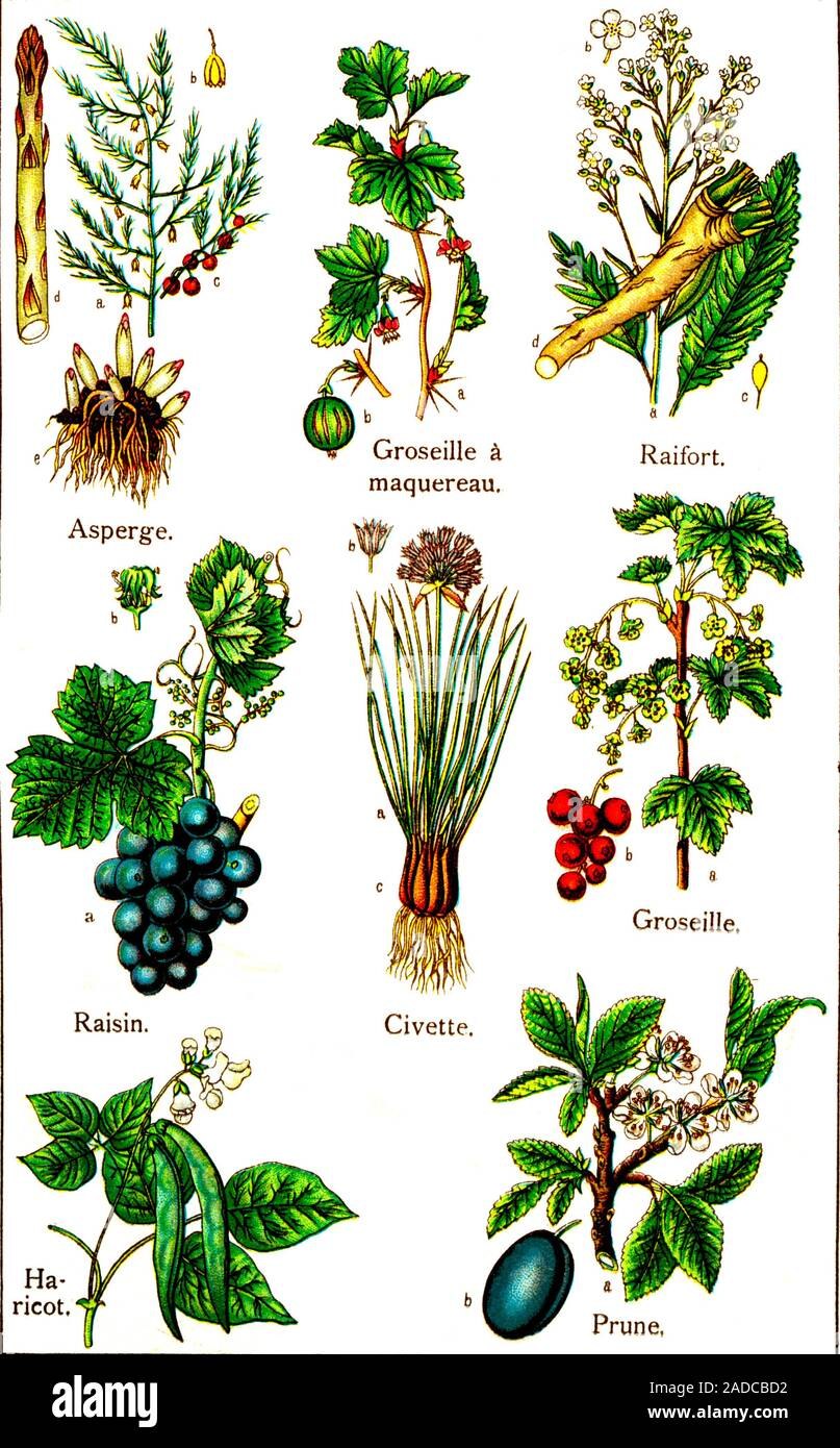 Пищевые растения названия