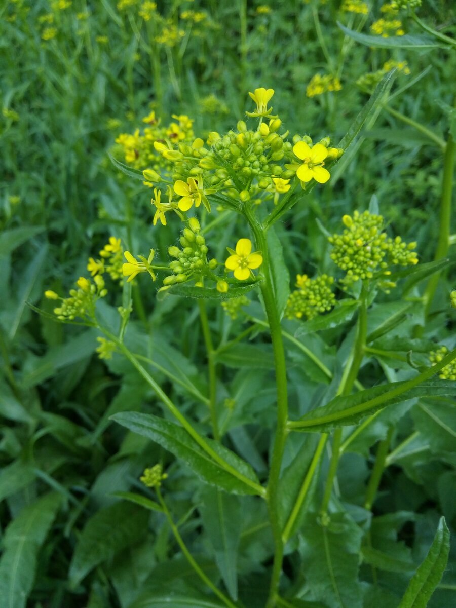 Сурепка и свербига