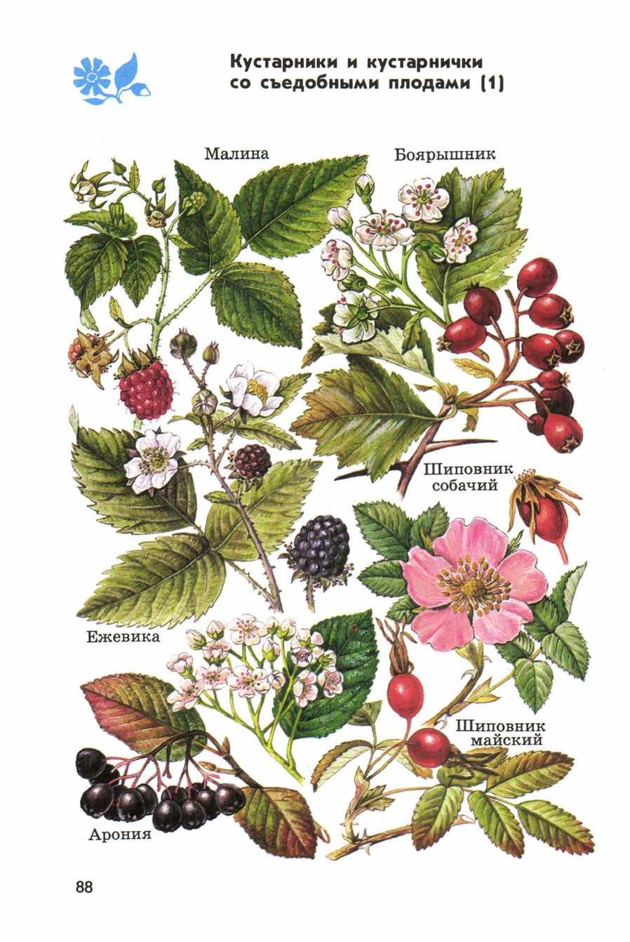 Лесные растения с несъедобными плодами атлас определитель