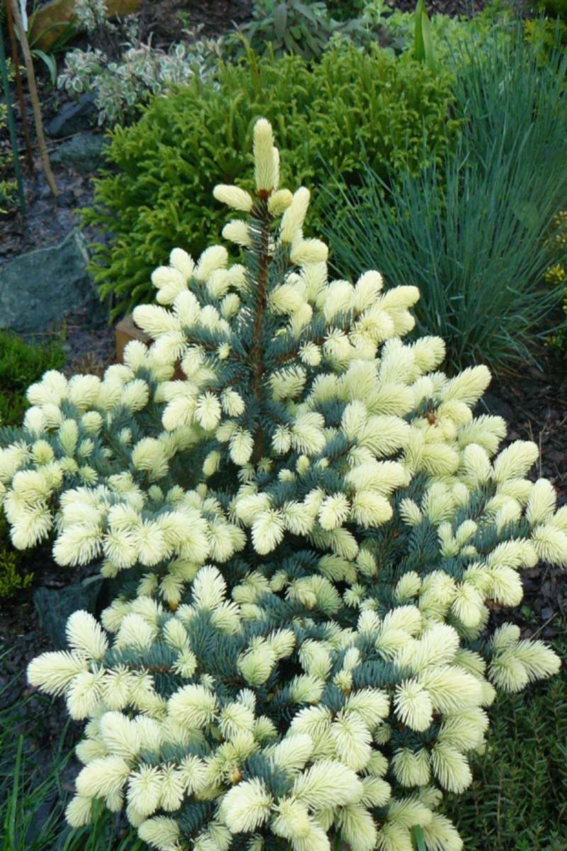 Ель колючая Биалобок