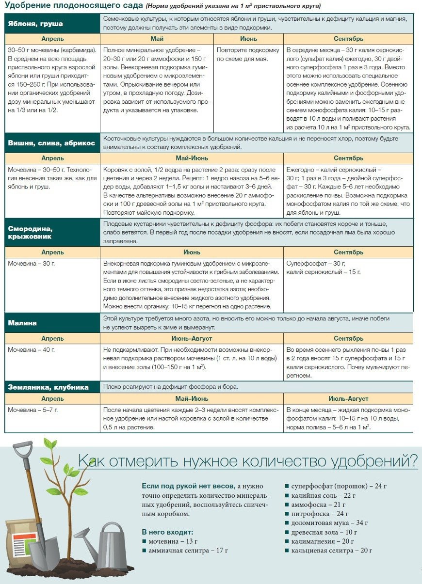 Схема подкормки плодовых деревьев
