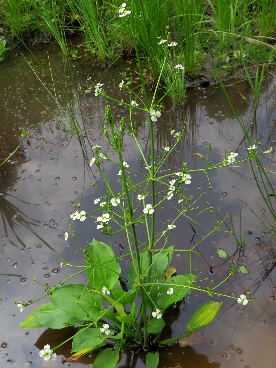 Эхинодорус амазонский (Echinodorus amazonicus)