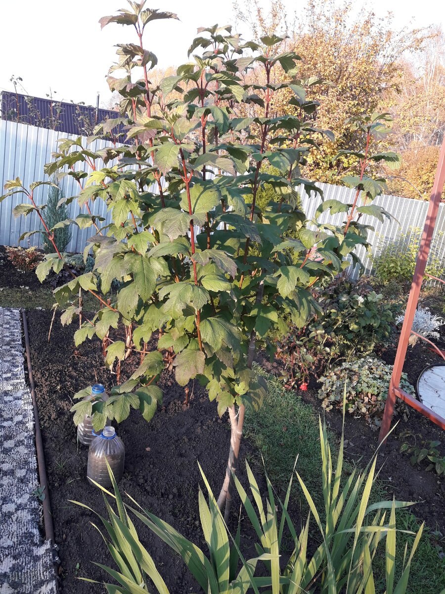 Калина декоративная бульденеж