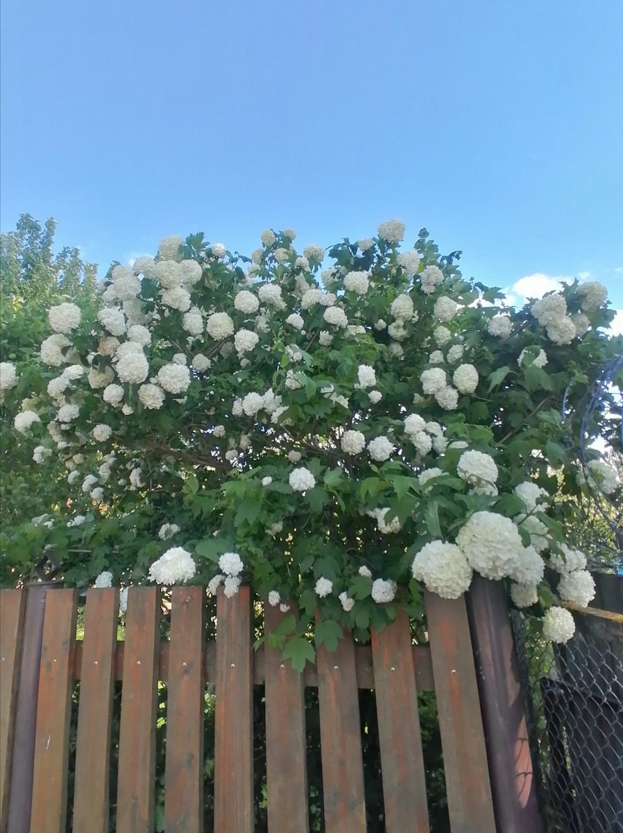 Пираканта плакучая