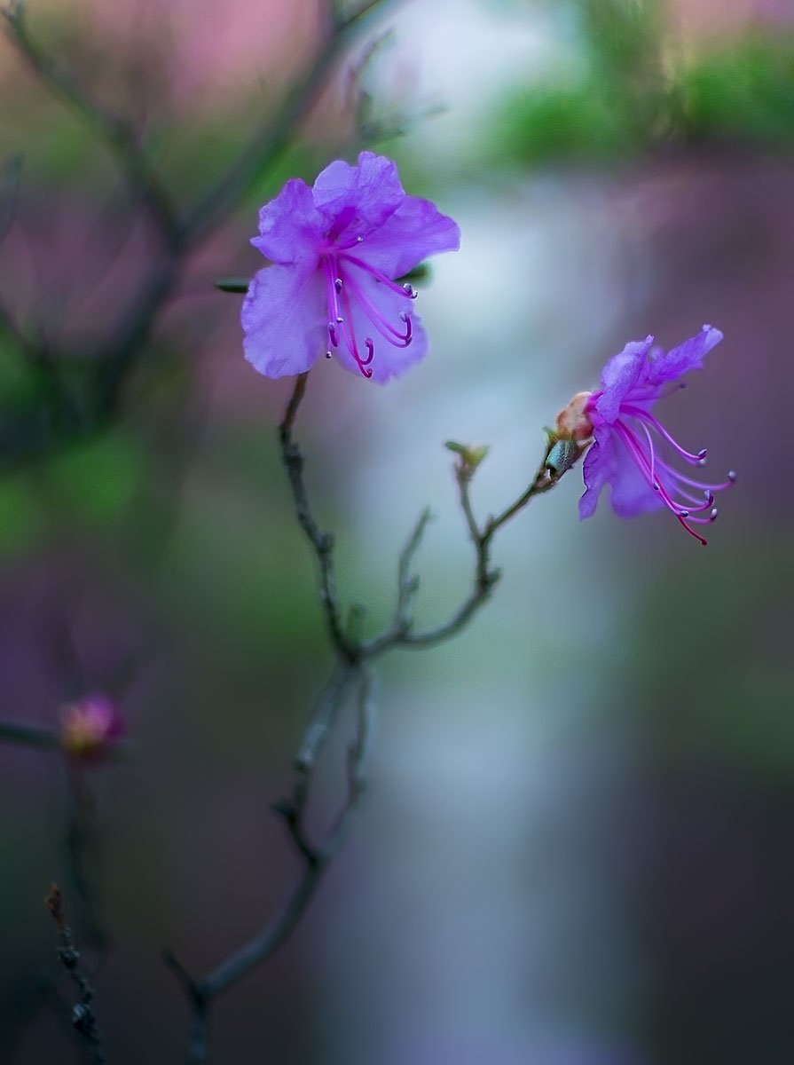 Маральник багульник Сибирский рододендрон Даурский